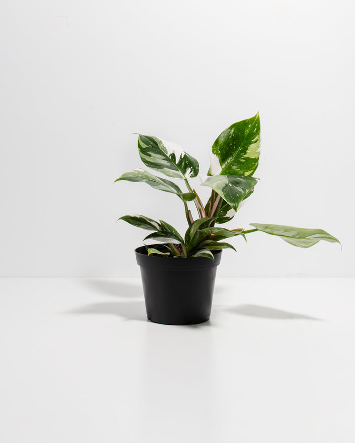 White Princess Philodendron