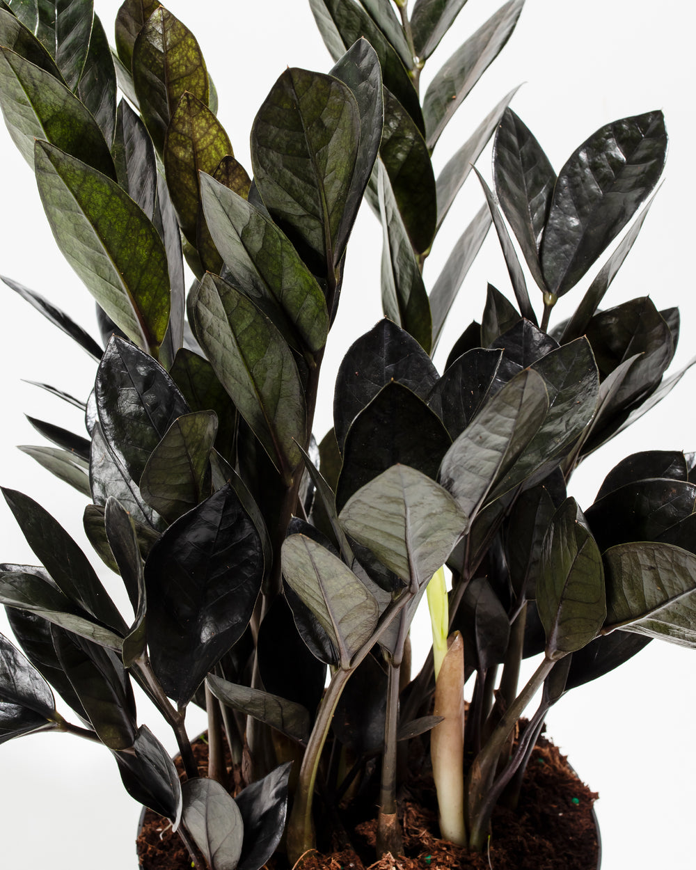 black raven zz plant for sale canada Black Raven ZZ Plant For Sale Including Care Guide Medium / Grower / Varies