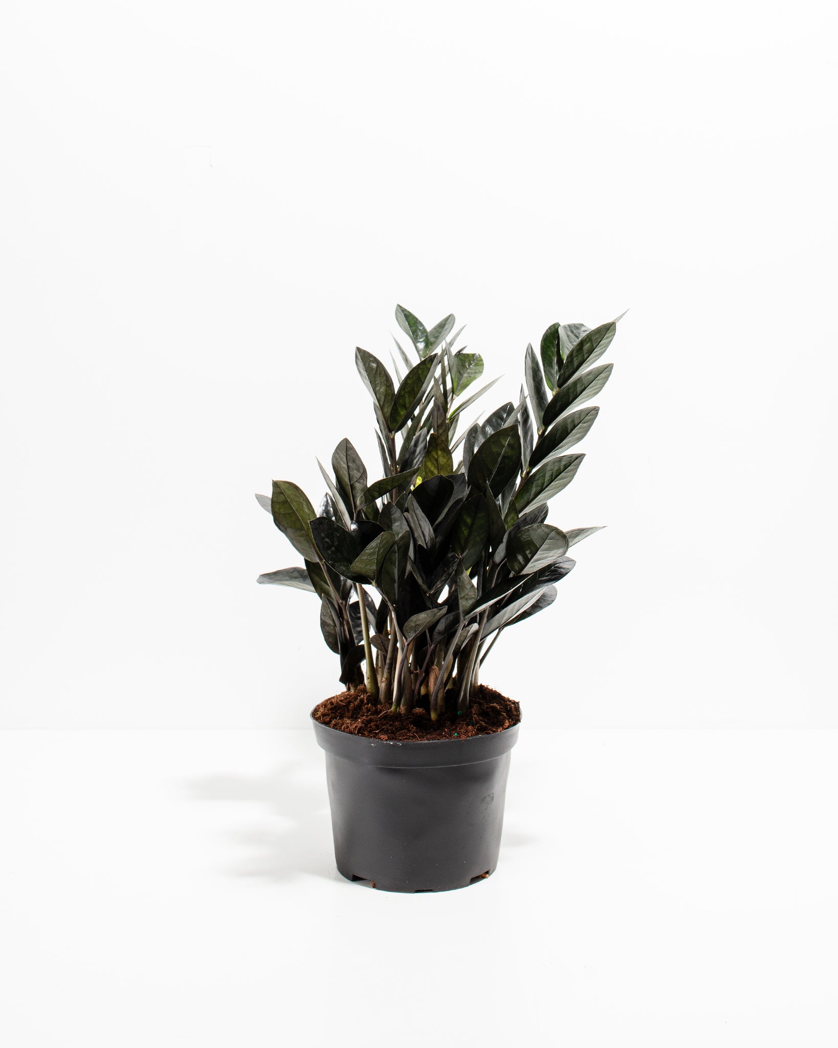 black raven zz plant toxic Black Raven ZZ Plant