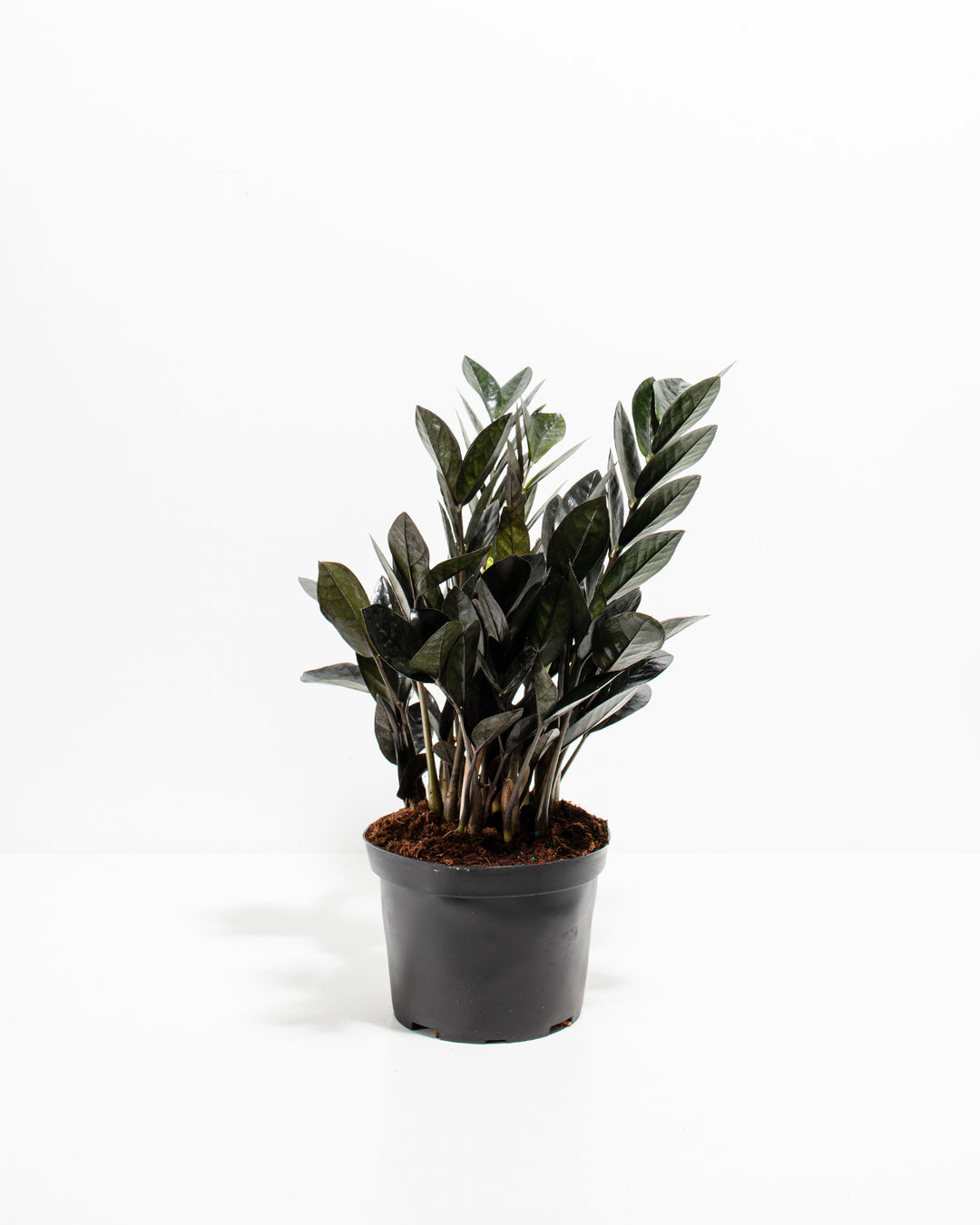 zz plant purple Black Raven ZZ Plant For Sale Including Care Guide Medium / Grower / Varies