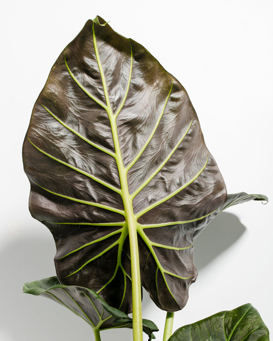 elephant ear plant alocasia regal shield Alocasia Regal Shield | Elephant Ear Plant