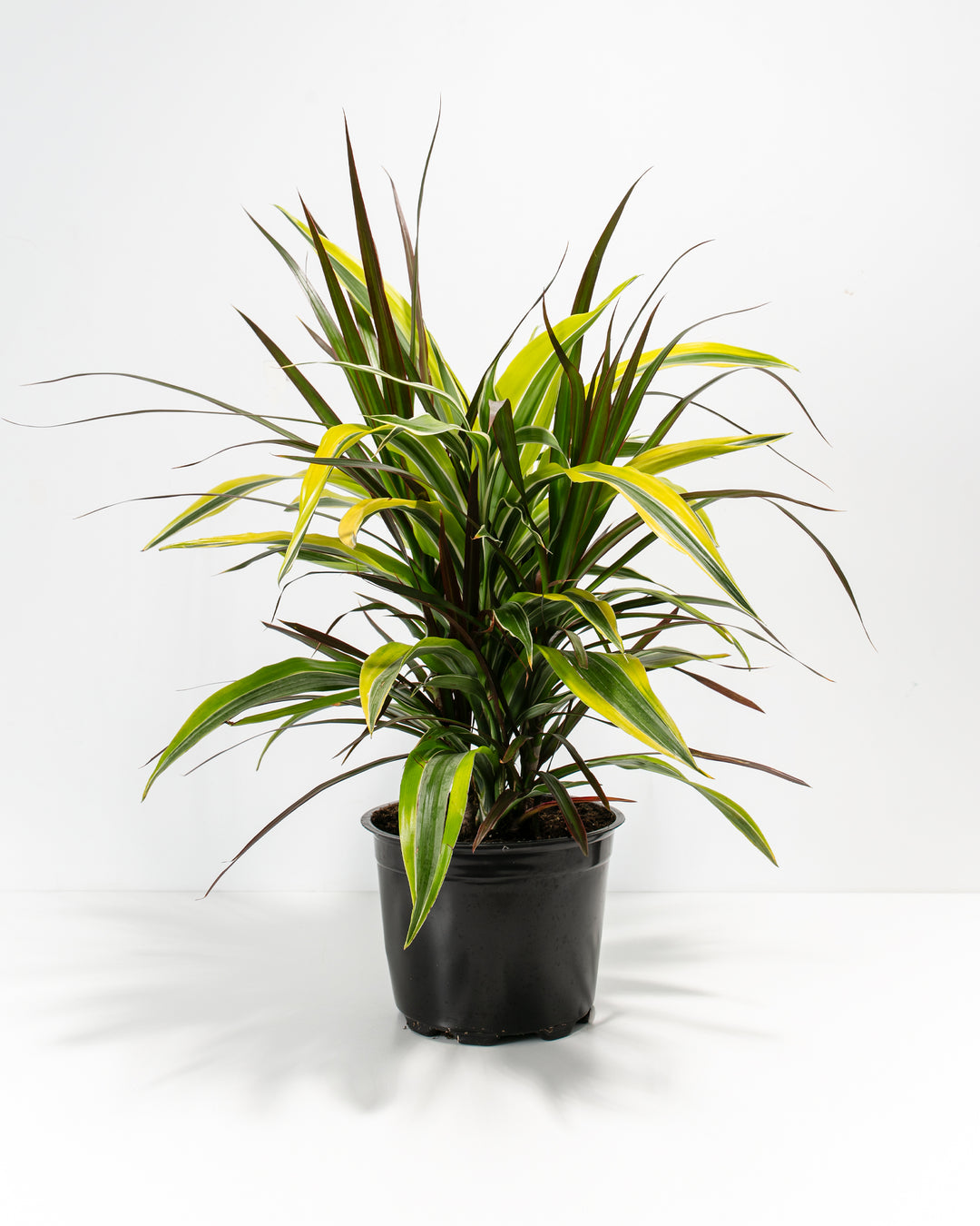 dracaena compacta black leaves Dracaenas Collection | Dragon Plants Black Leaf