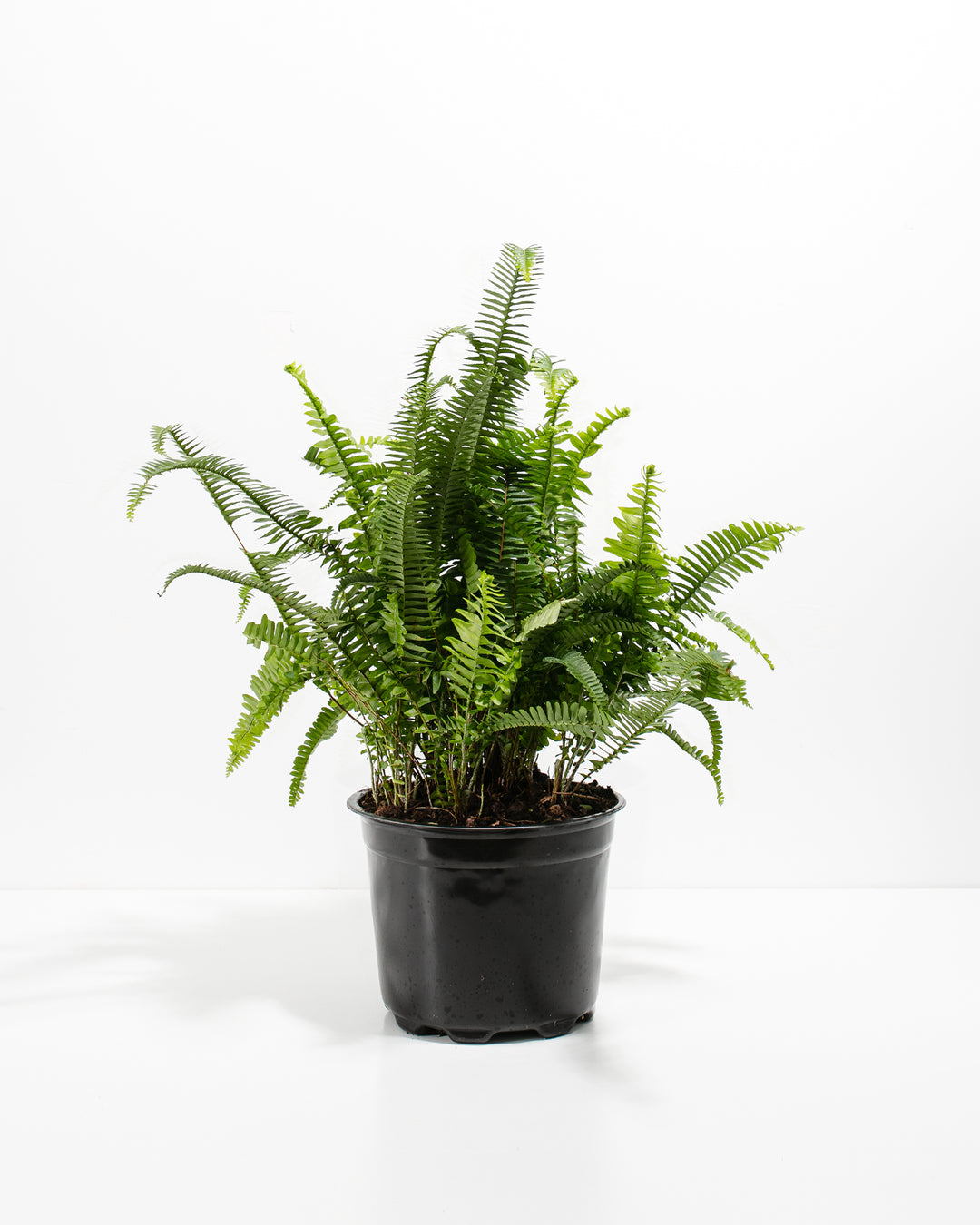 fern plant air purifier Kimberly Queen Fern | Air Purifying