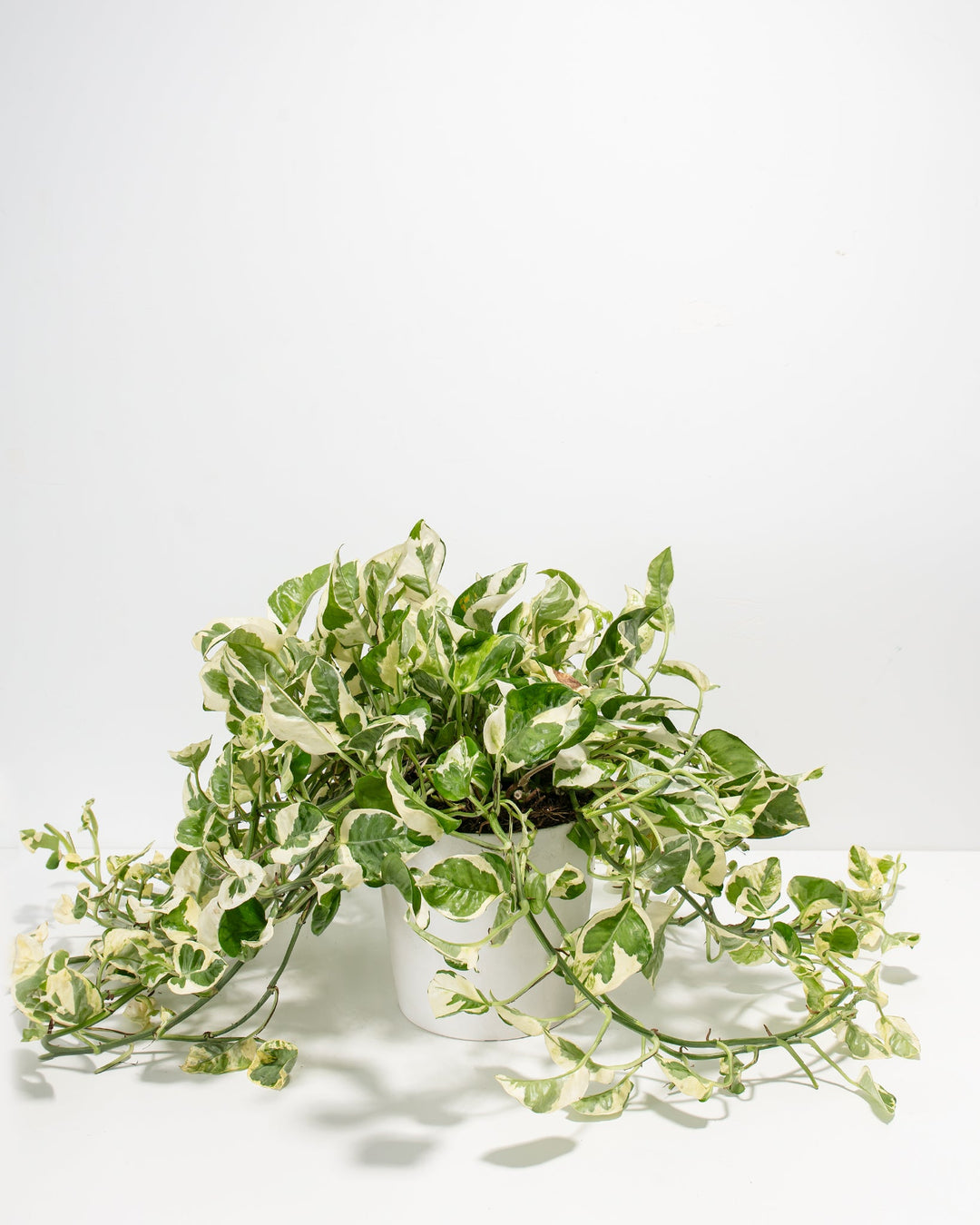care for pothos pearls and jade Pearls And Jade Pothos for Sale | Including Care Guide