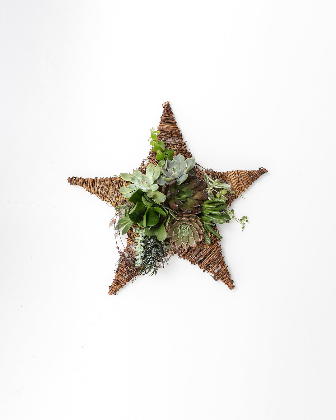 8" Live Succulent Star Ornament