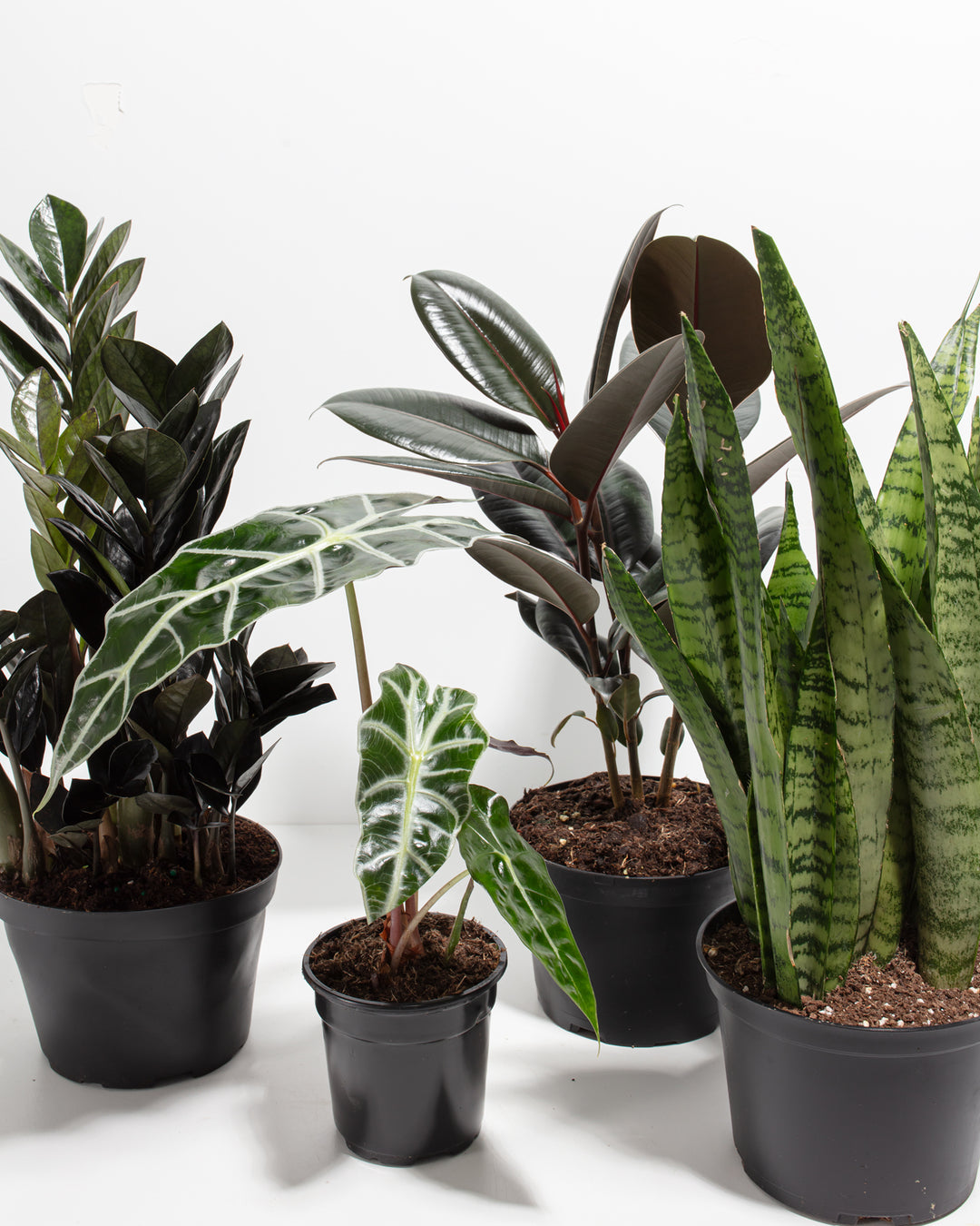 gothic plants indoor Goth Garden Bundle | Spooky Season Plants