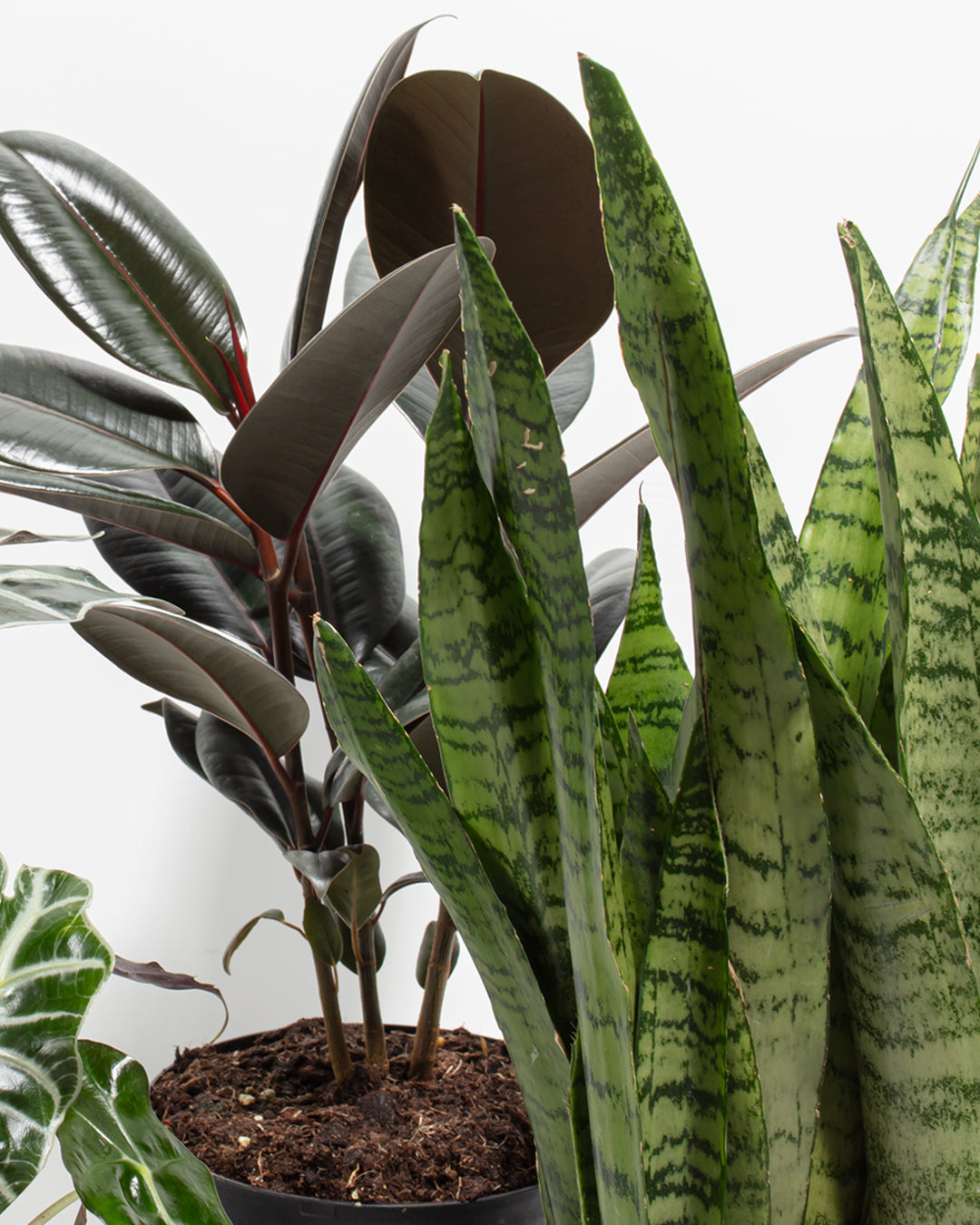 indoor gothic plants Goth Garden Bundle | Spooky Season Plants