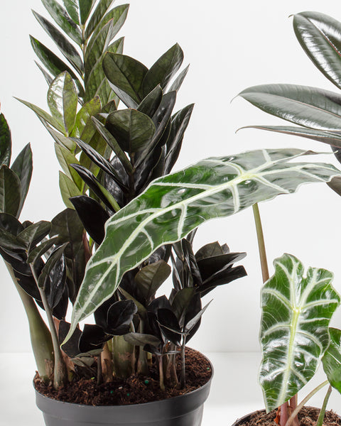 Goth Garden Bundle | Spooky Season Plants