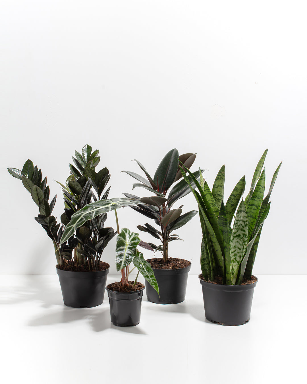 goth indoor plants Goth Garden Bundle
