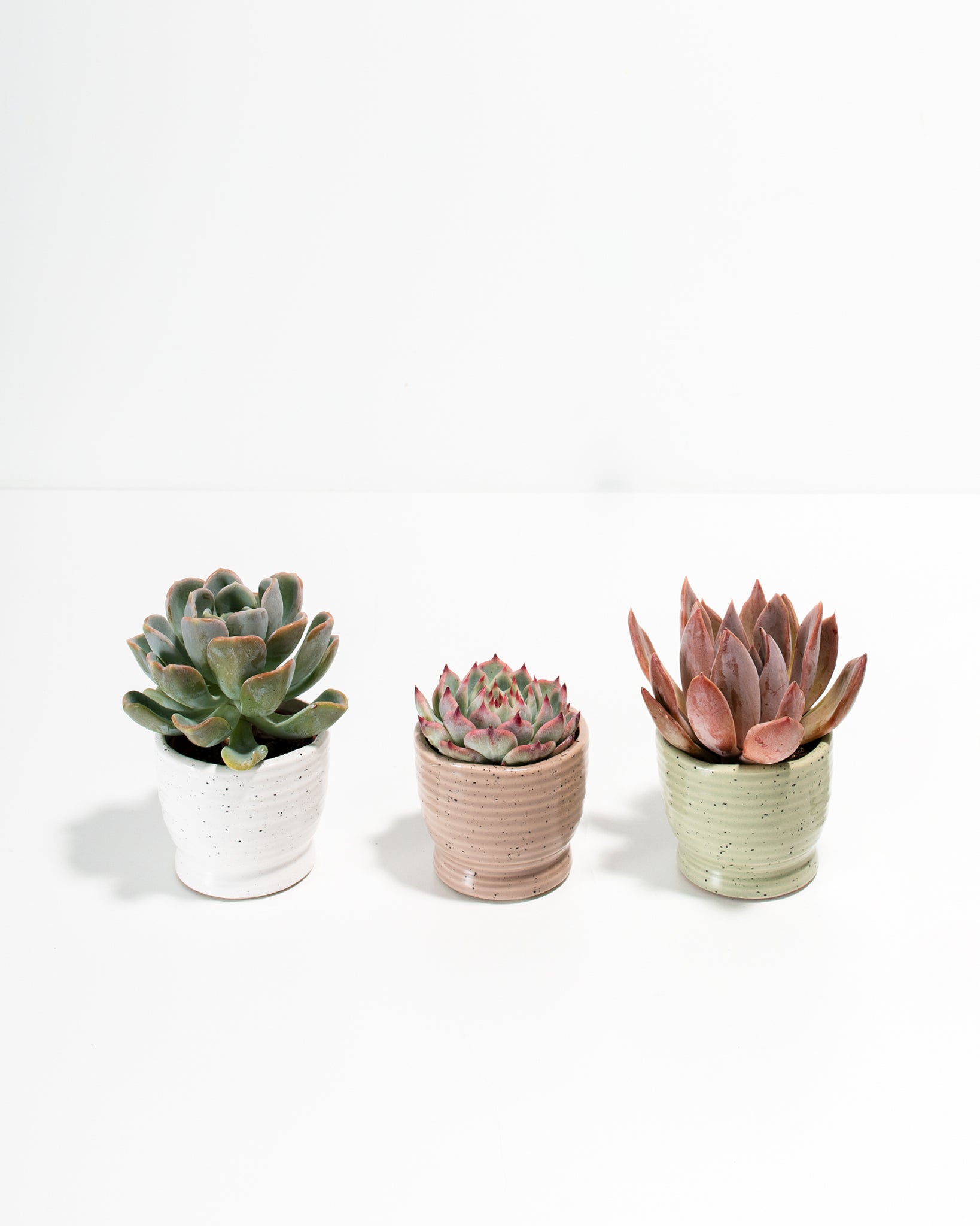 Heritage Succulent Assortment