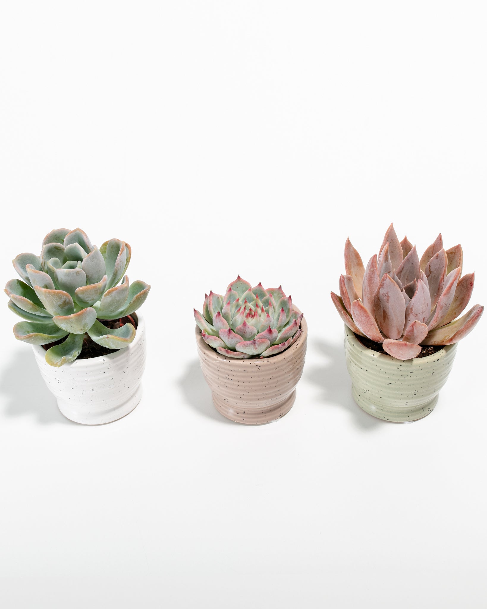 Heritage Succulent Assortment