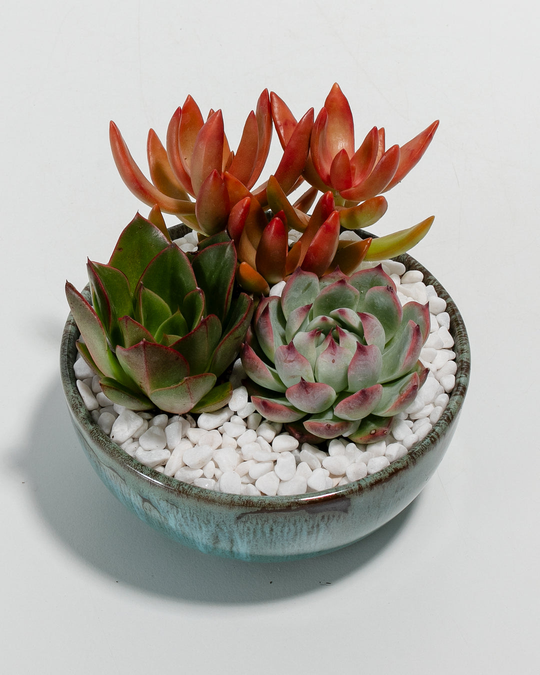 glazed succulent pots Succulent Garden Glazed Bundle
