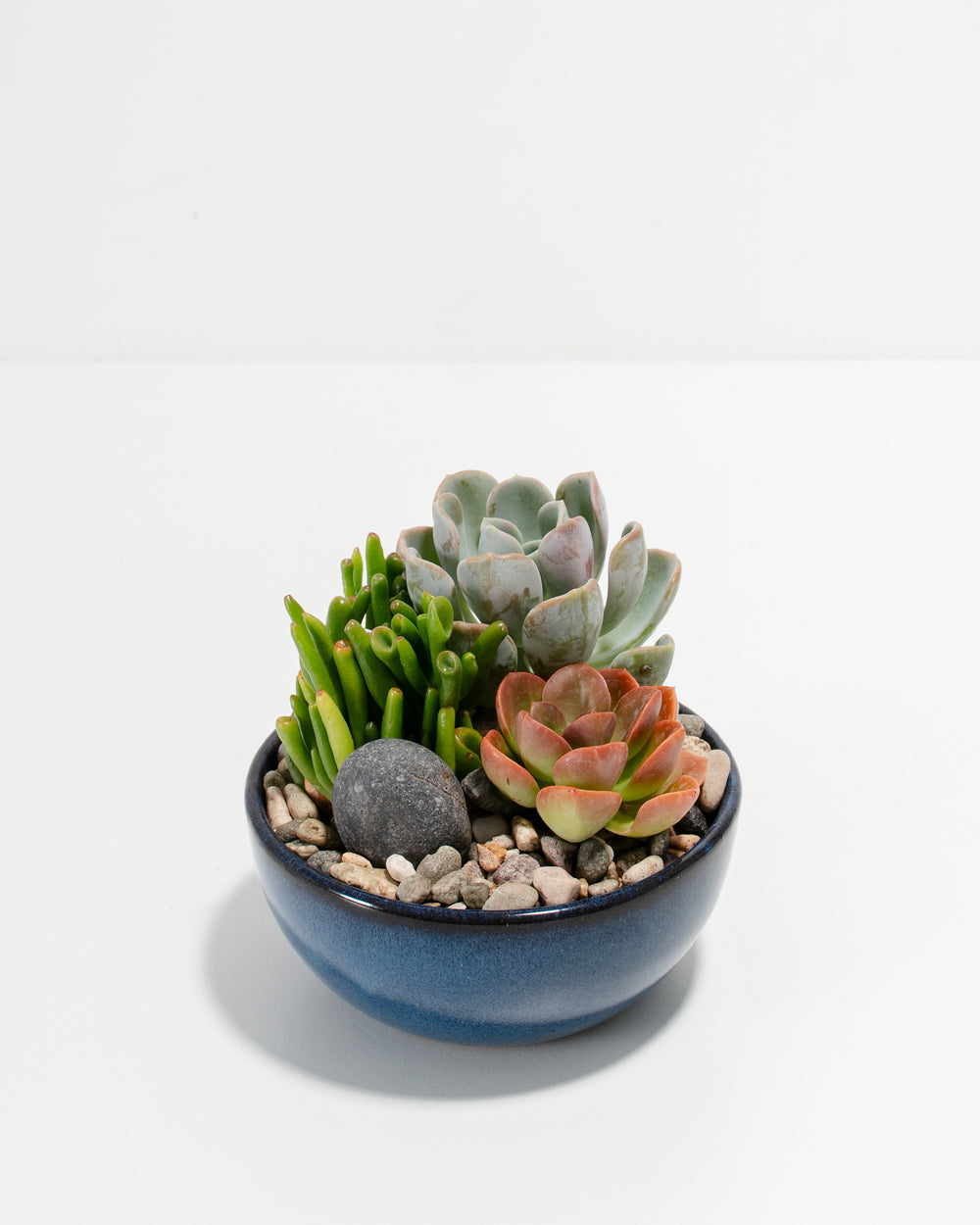 glazed succulent pots Succulent Garden Glazed Bundle