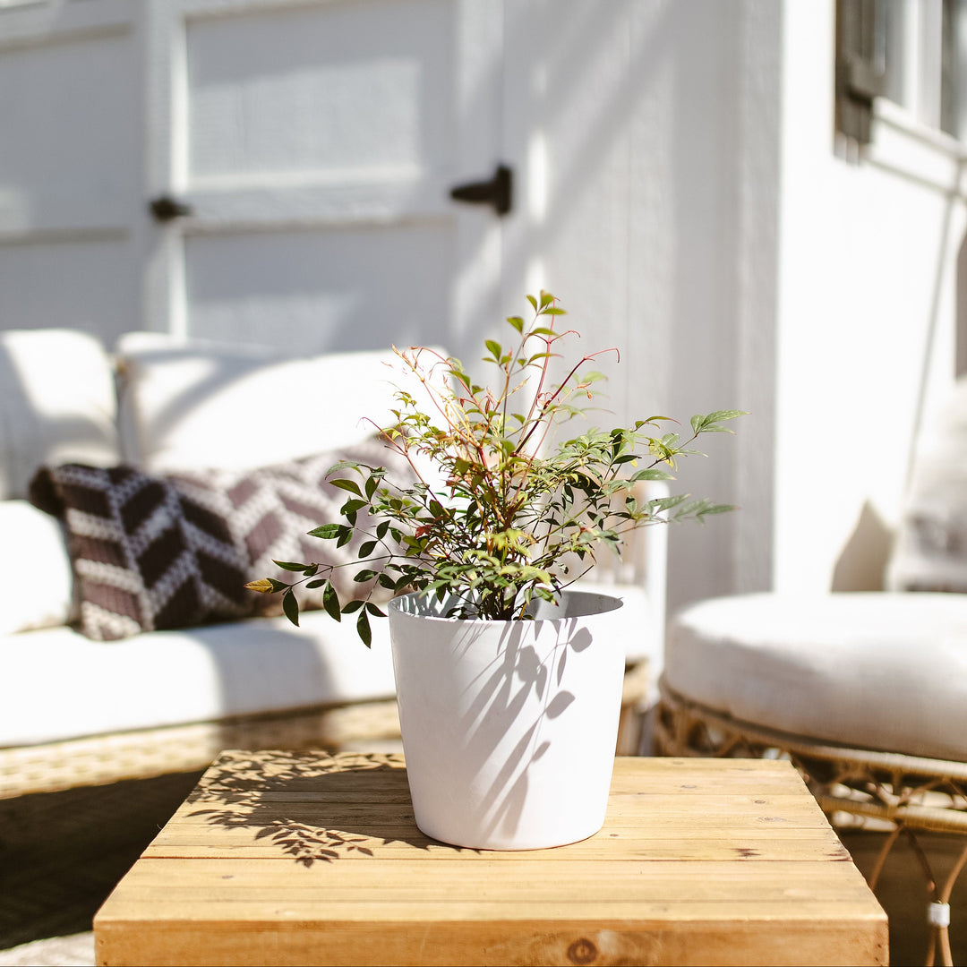 Potted Nandina Gulf Stream