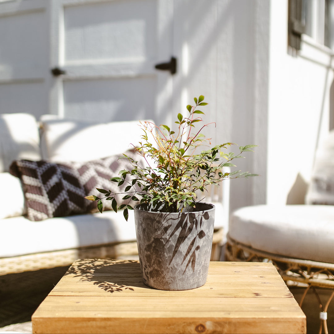 Potted Nandina Gulf Stream