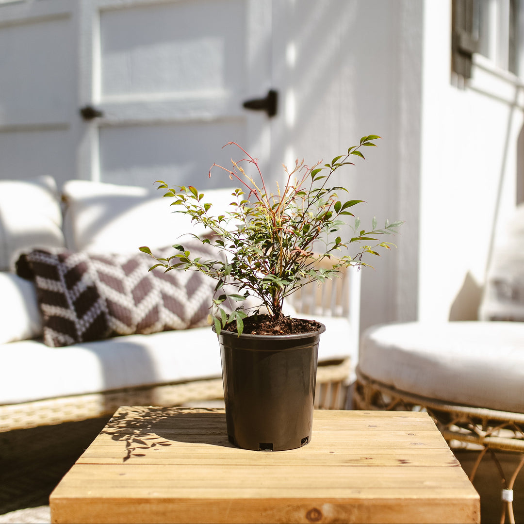 Potted Nandina Gulf Stream