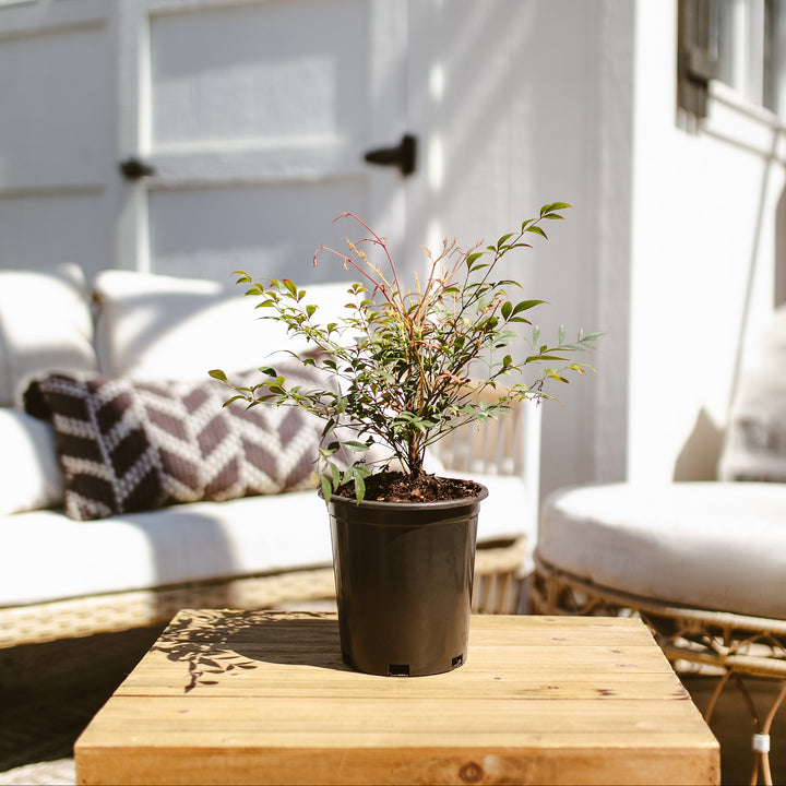 Potted Nandina Gulf Stream