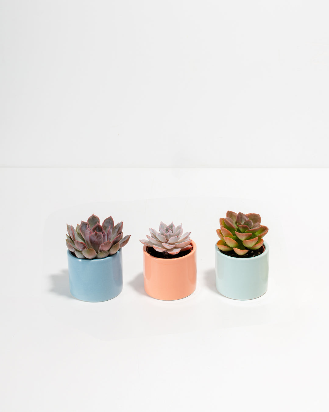 succulent pots cute Newport Succulent Assortment