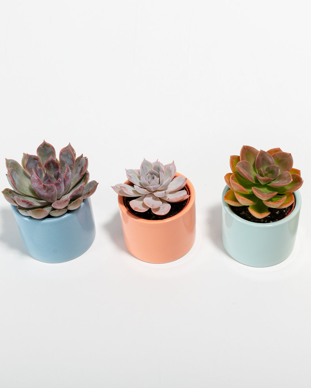 cute small succulent pots Newport Succulent Assortment