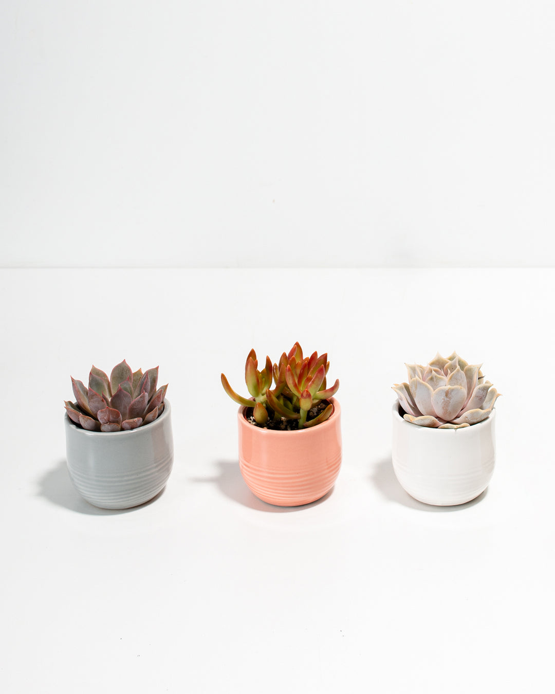 oriental trading succulents Opulence Succulent Assortment