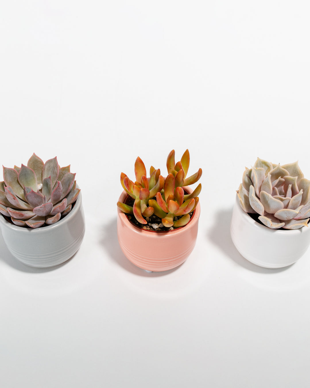the opulent succulent Opulence Succulent Assortment