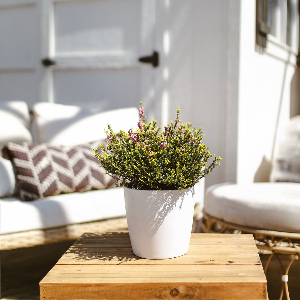 Potted Pink Heather