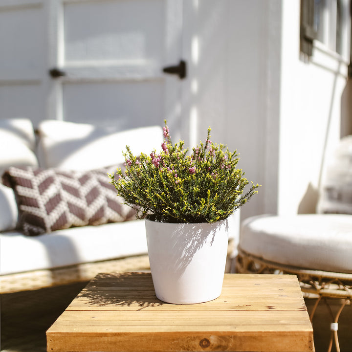 Potted Pink Heather
