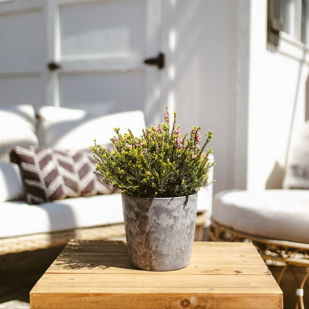 Potted Pink Heather