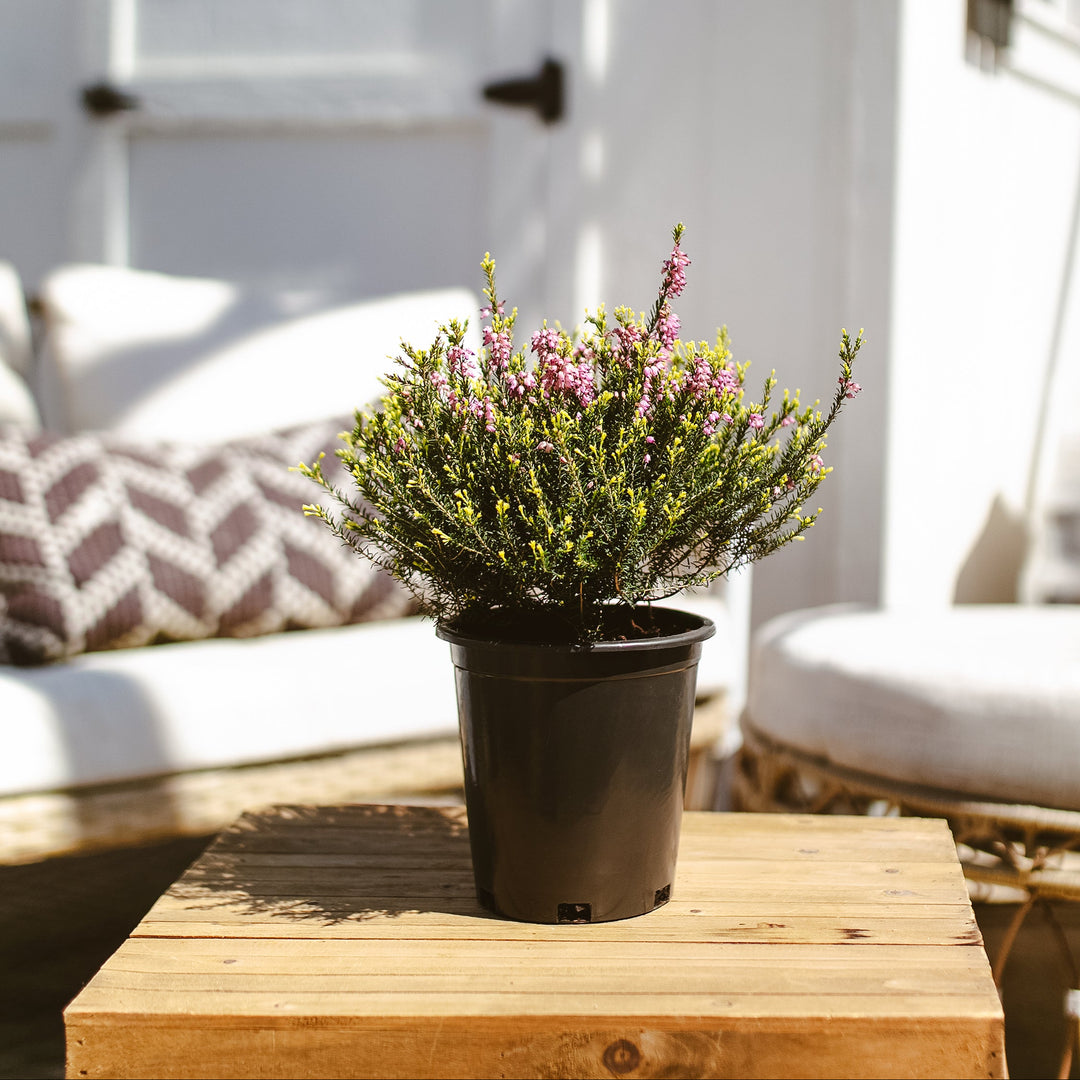 Potted Pink Heather