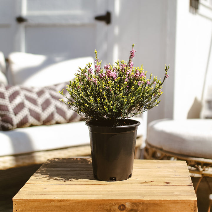 Potted Pink Heather