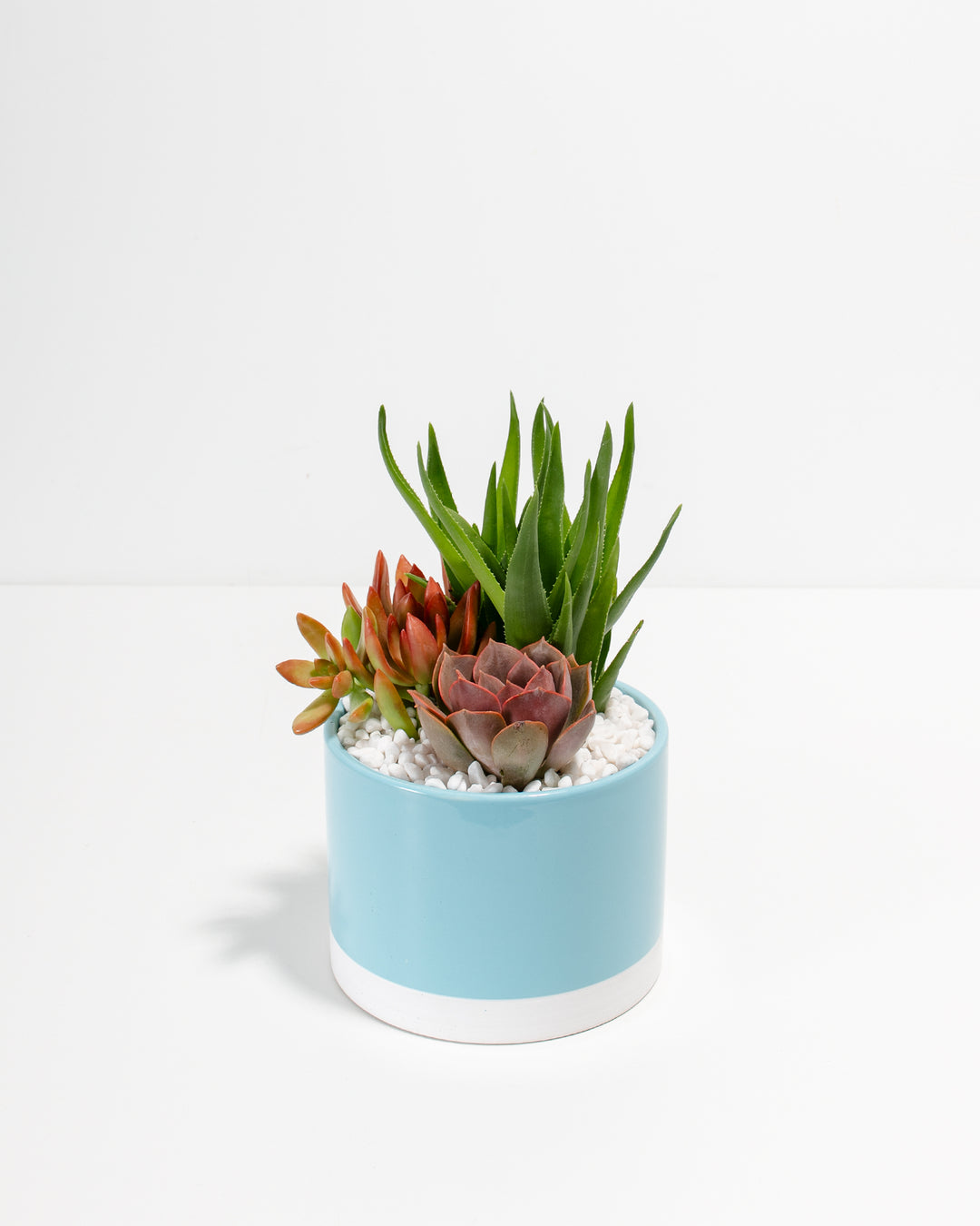 shallow succulent pot Succulent Gardens | Petite Plants Delivered