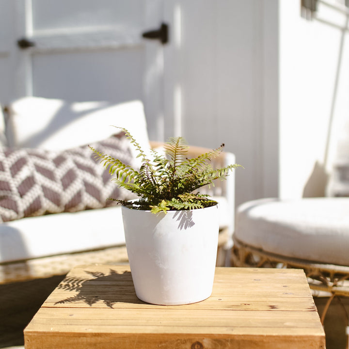 Potted Western Sword Fern