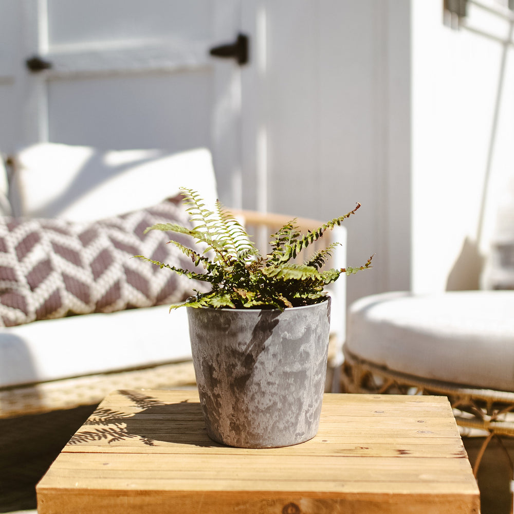 Potted Western Sword Fern