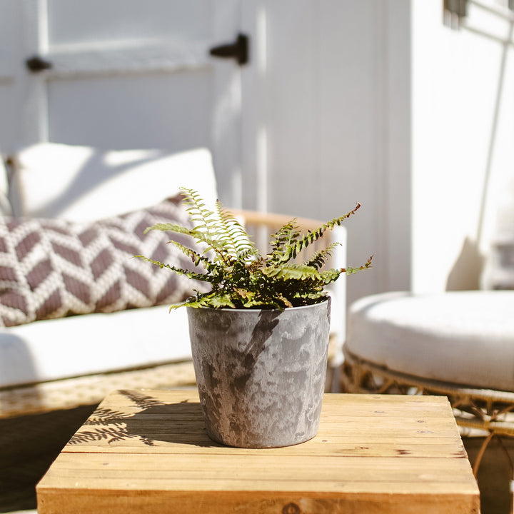 Potted Western Sword Fern
