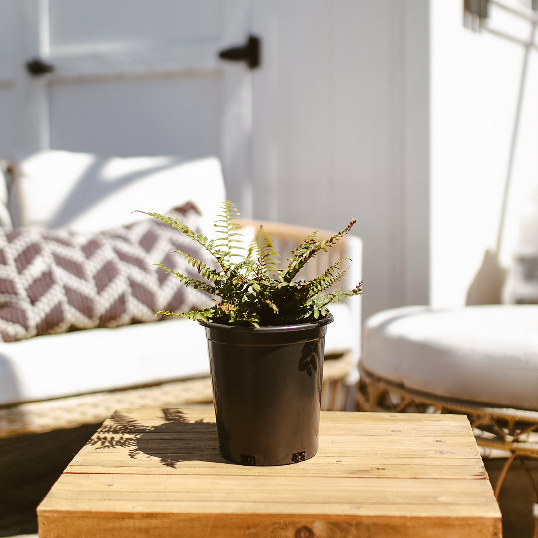 Potted Western Sword Fern