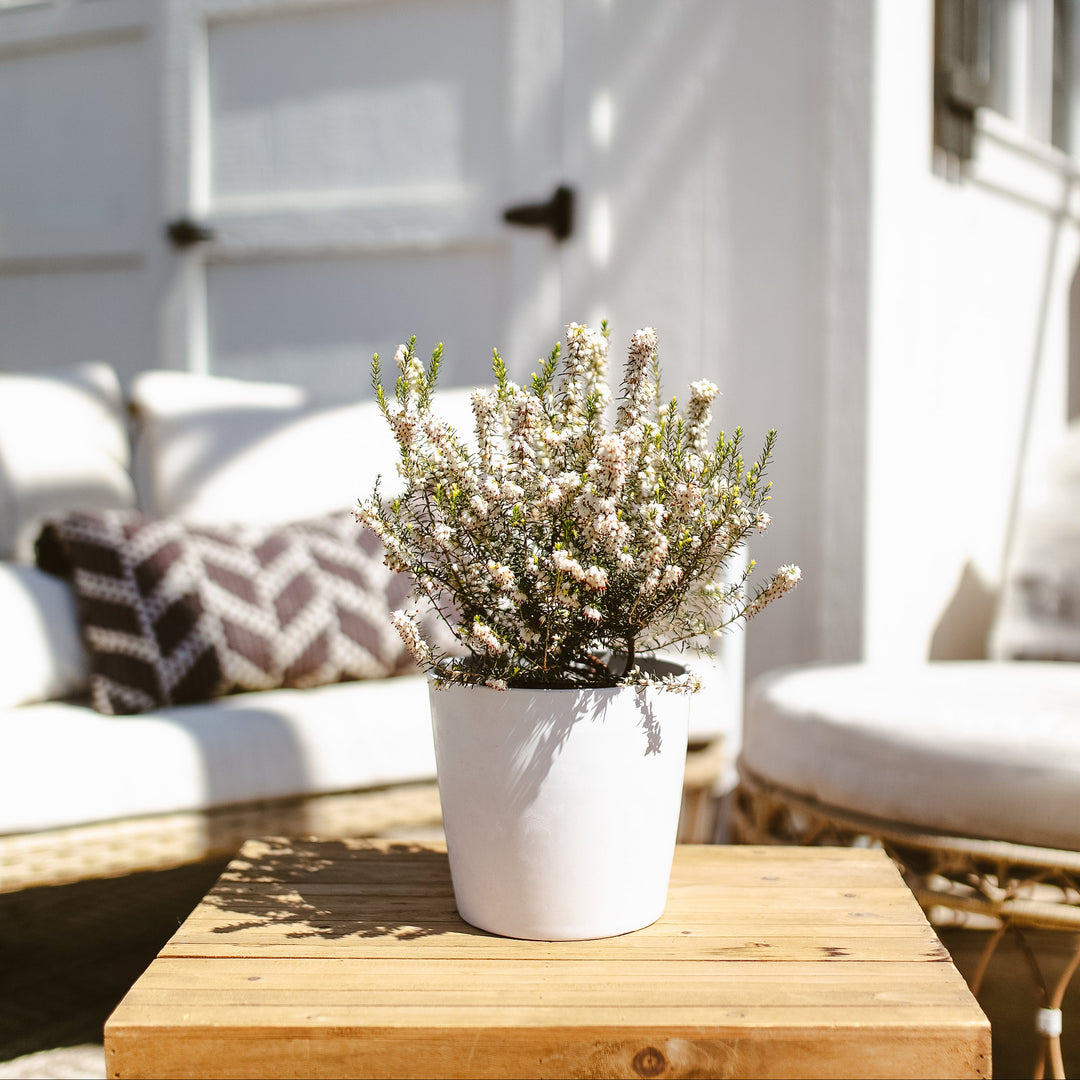 Potted White Heather