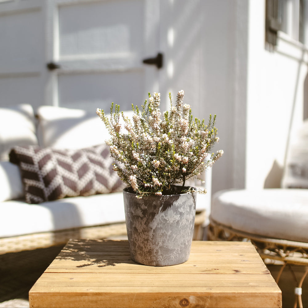 Potted White Heather