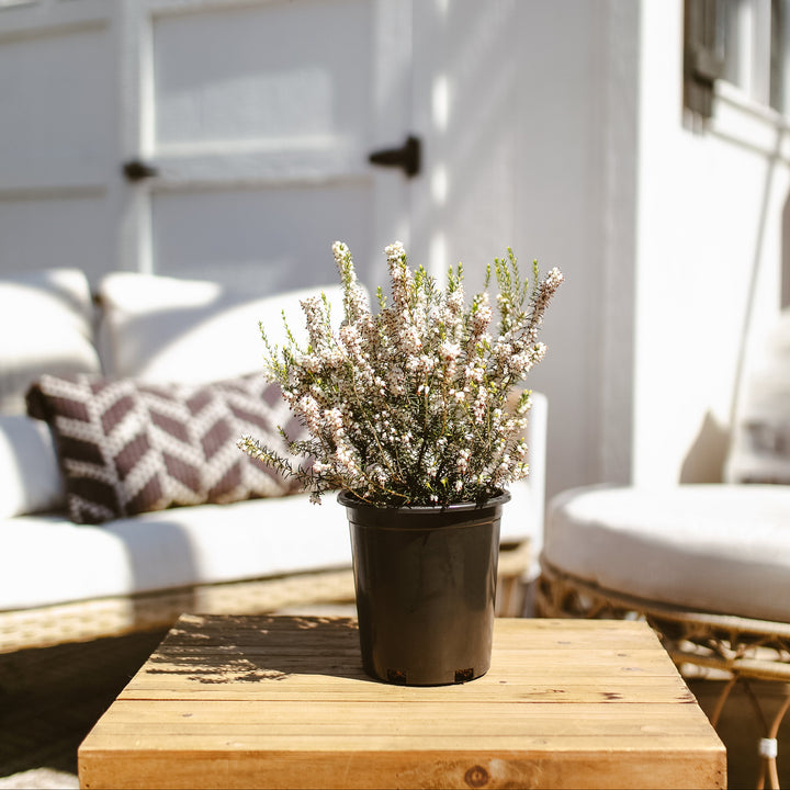 Potted White Heather