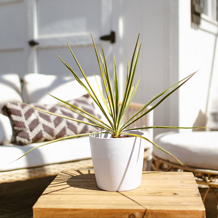 Potted Yucca Bright Edge