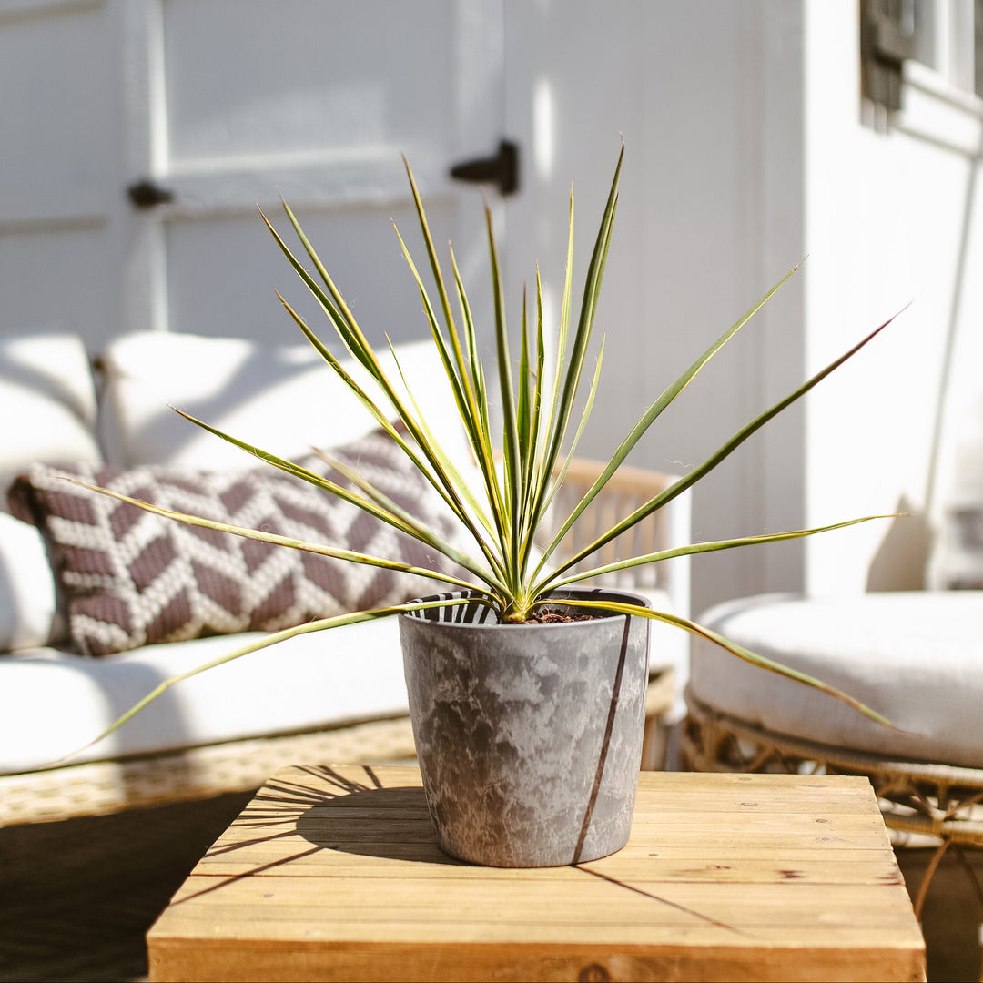 Potted Yucca Bright Edge