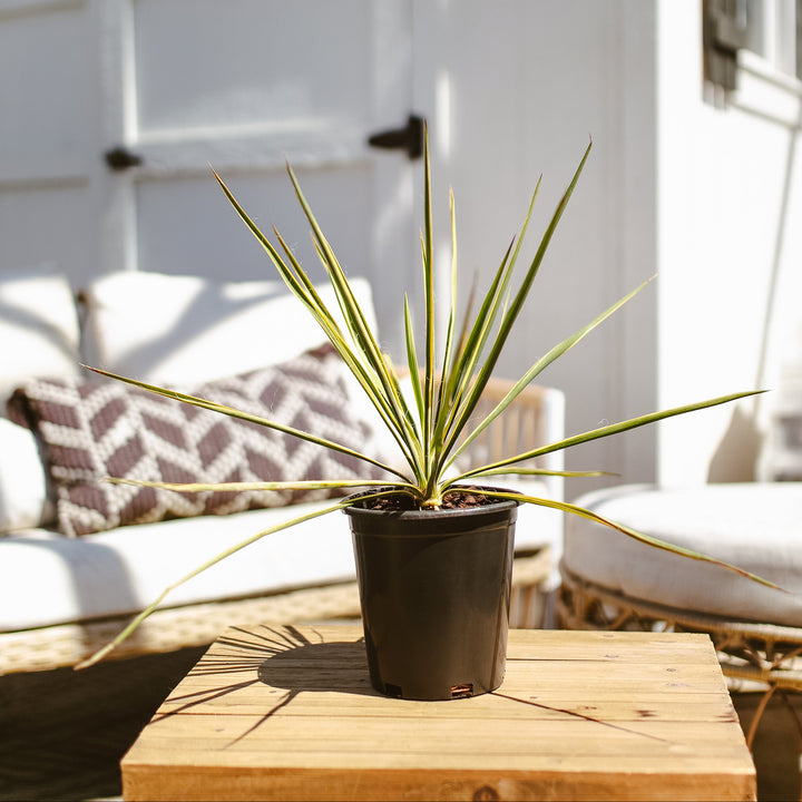 Potted Yucca Bright Edge