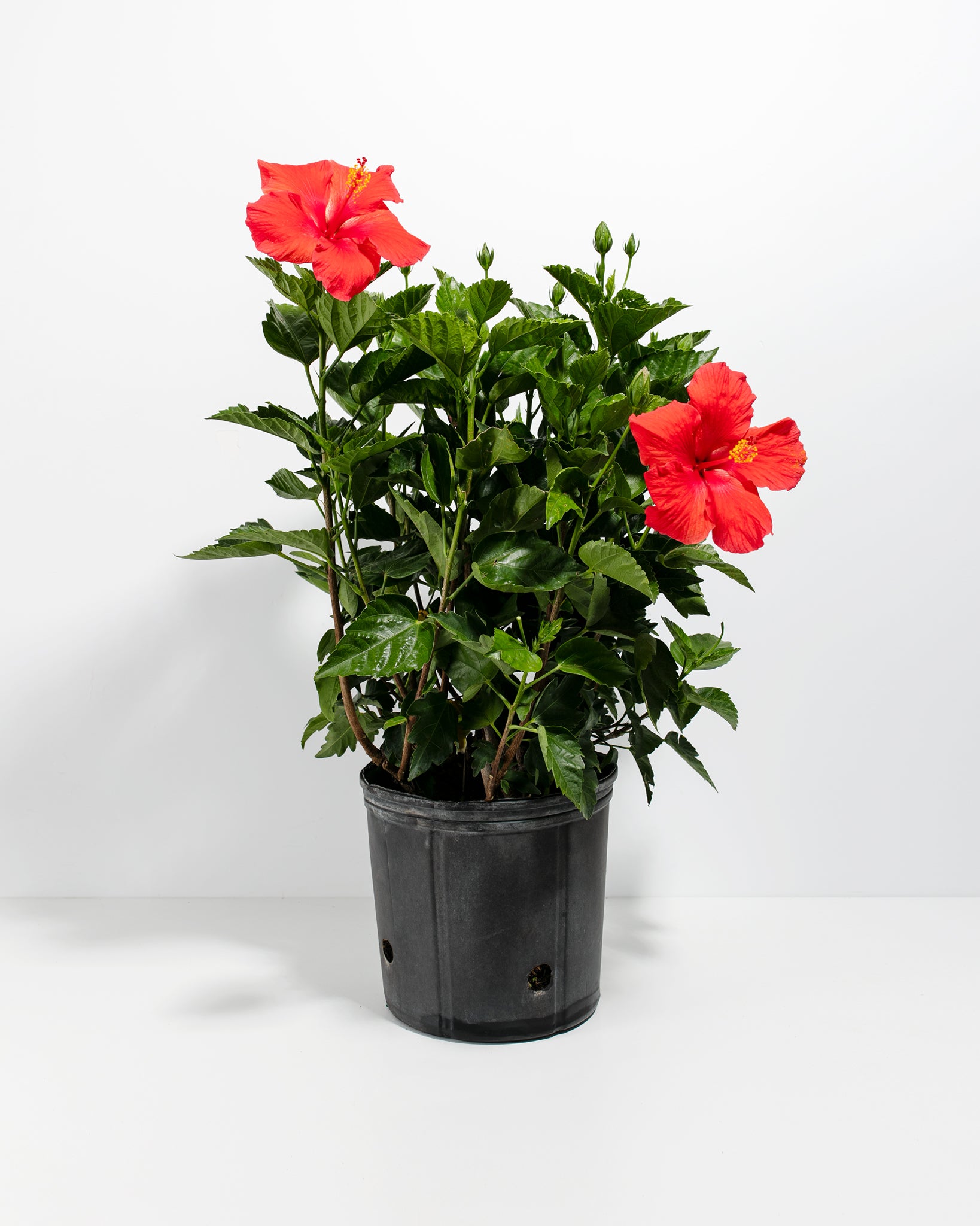 hibiscus pot plant Hibiscus Rosa - Sinensis