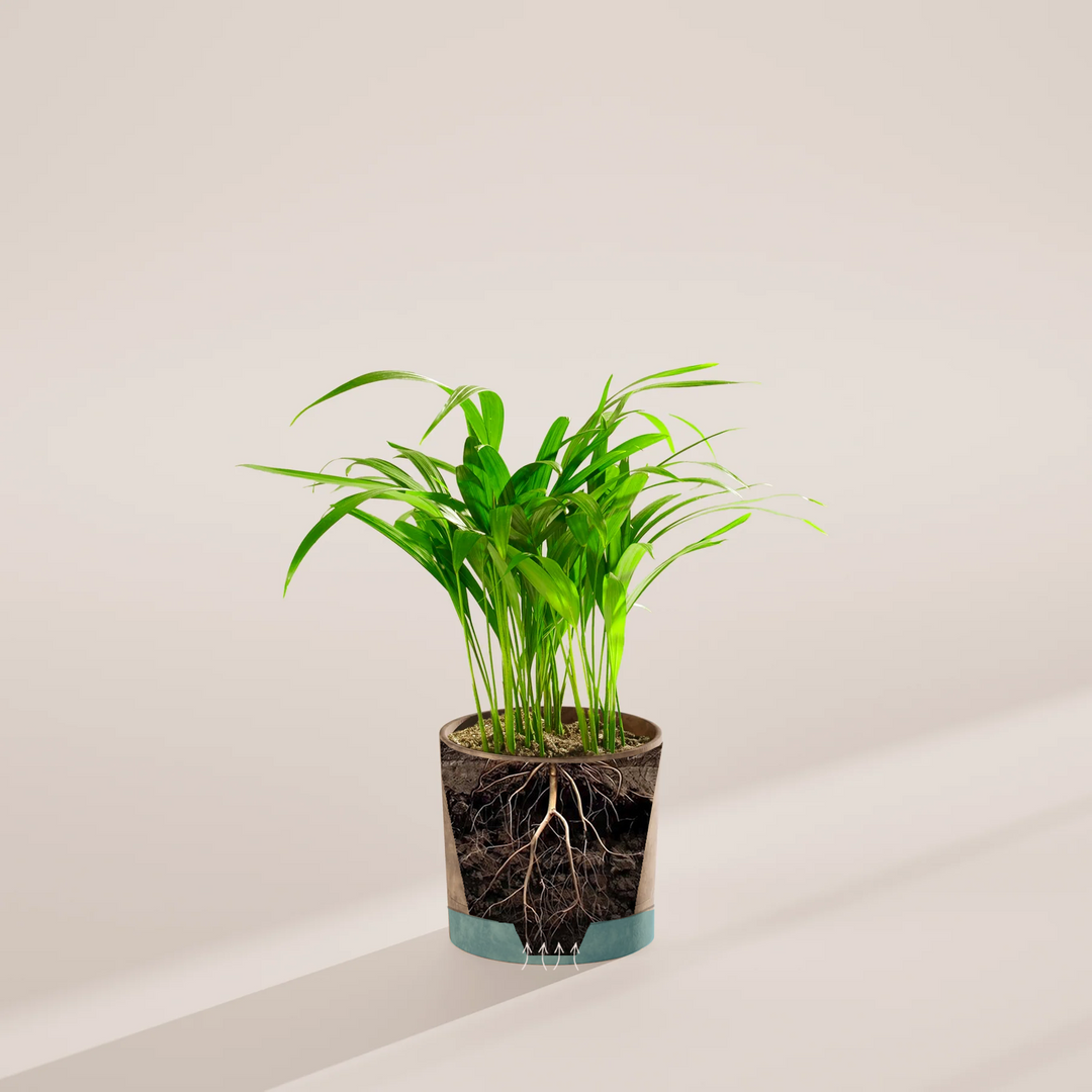 areca palm plant indoor pottin g Areca Palm Tree for Sale