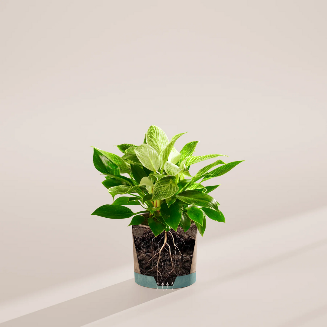 philodendron birkin growth rat Philodendron Birkin | Indoor Plants
