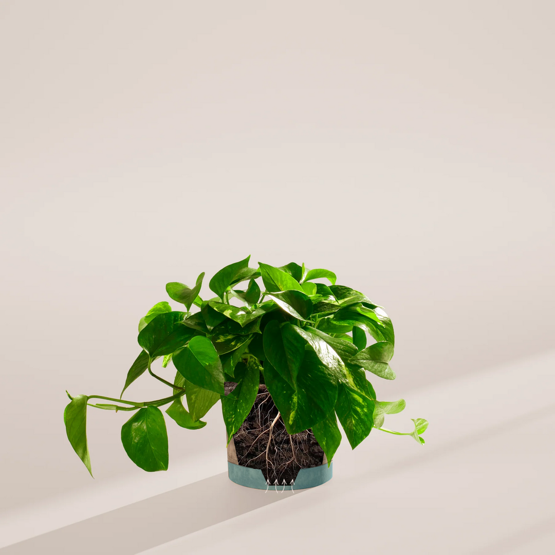 ivy golden pothos Golden Pothos For Sale | Indoor Plants