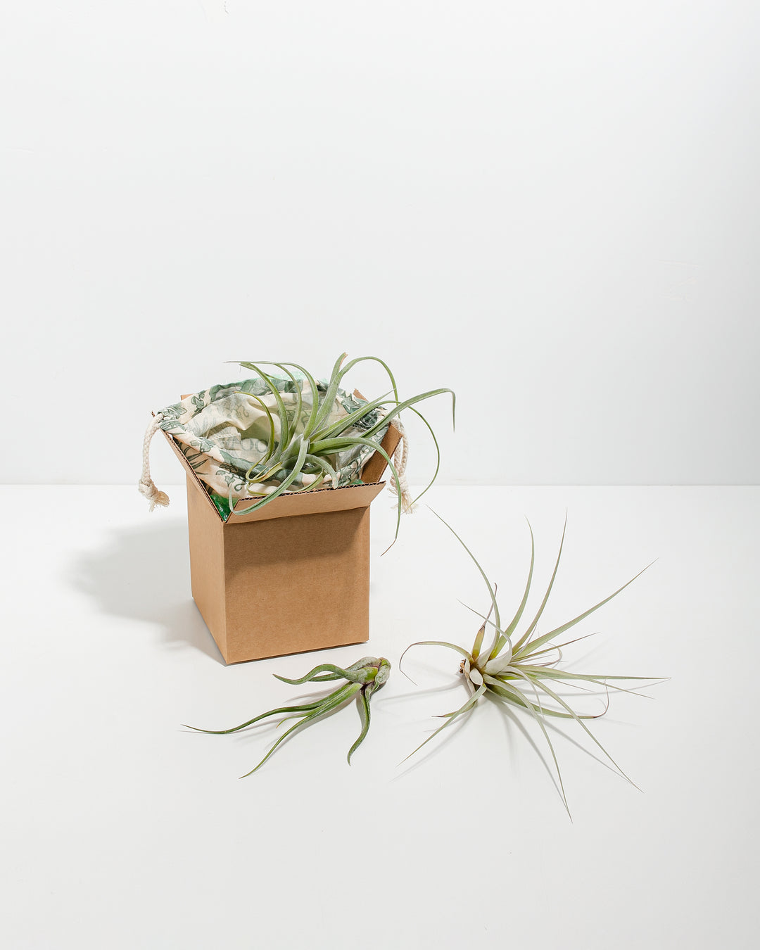 air plant subscription Air Plant Grab Bag | Air Plants