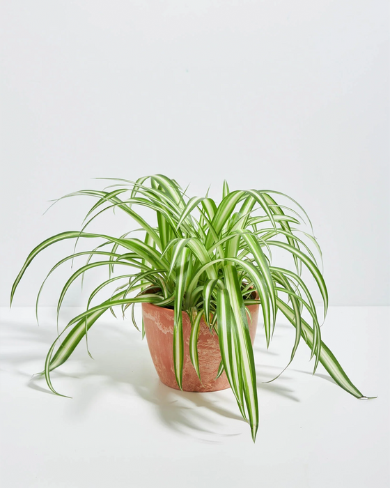 Lush Variegated Spider Plant houseplant with long, arching green and white striped leaves cascading outwards, potted in a textured terracotta-colored ceramic planter, set against a solid white studio background.