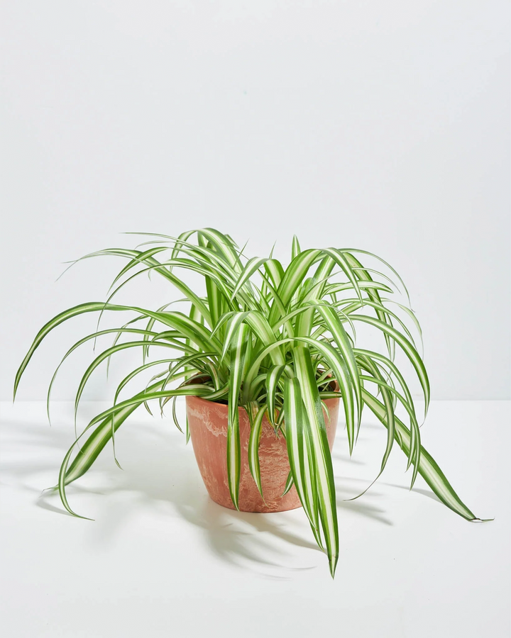Variegated Spider Plant