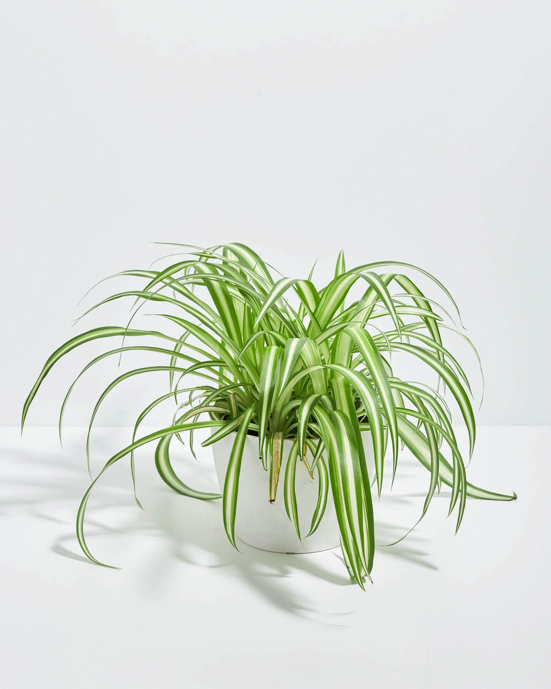 Variegated Spider Plant