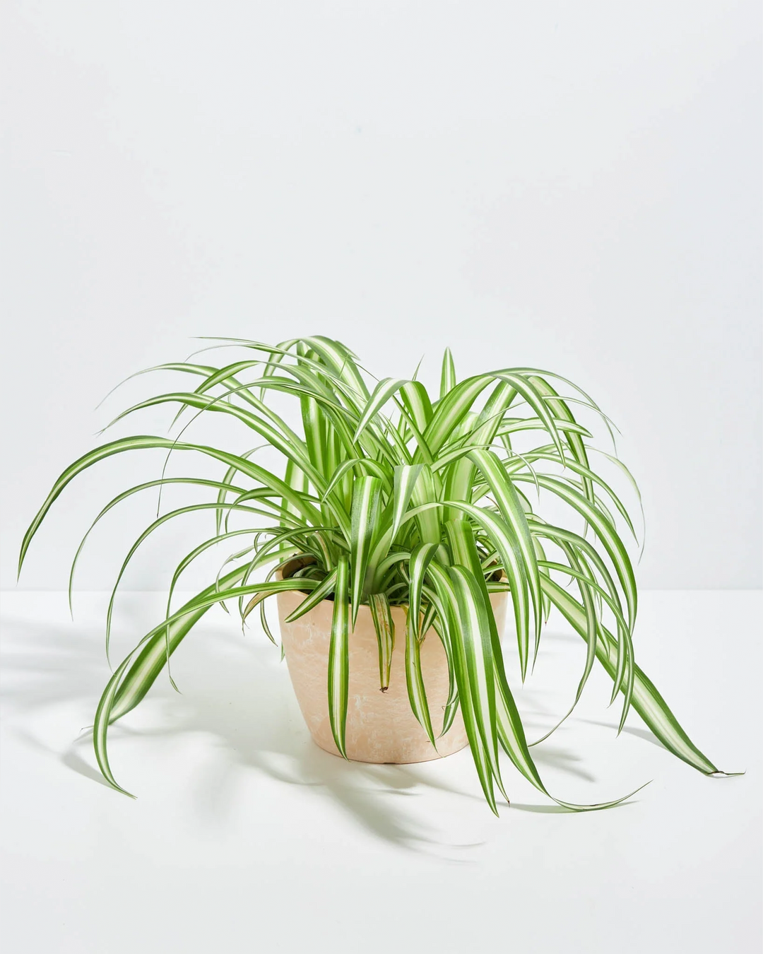 Variegated Spider Plant
